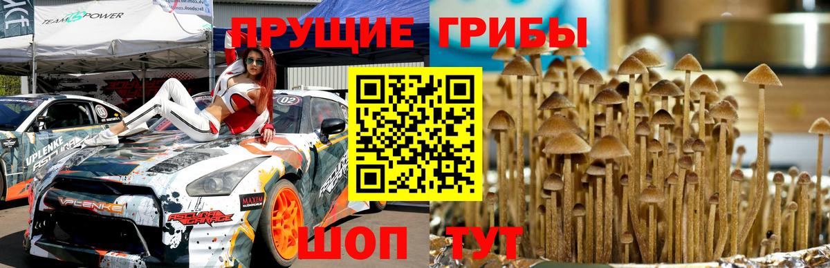Галлюциногенные грибы Psilocybe  Вход с VPN  закладка  Вятские Поляны 